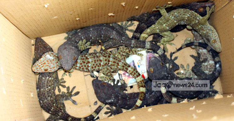 সাতক্ষীরায় সাড়ে ৬ কোটি টাকার তক্ষক উদ্ধার