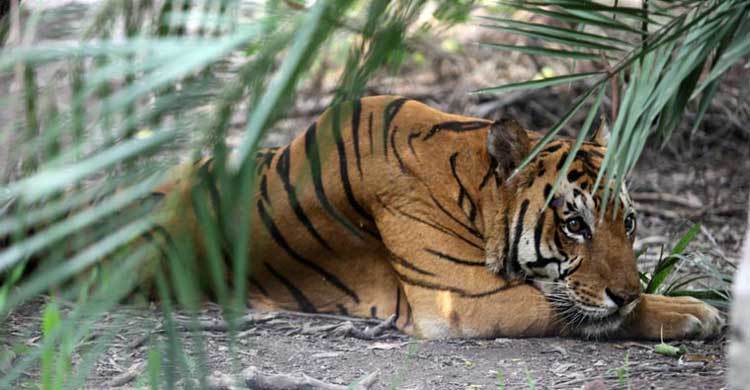 বিশ্ব বাঘ দিবস পালিত : সুন্দরবনের বাঘ বিলুপ্তির পথে