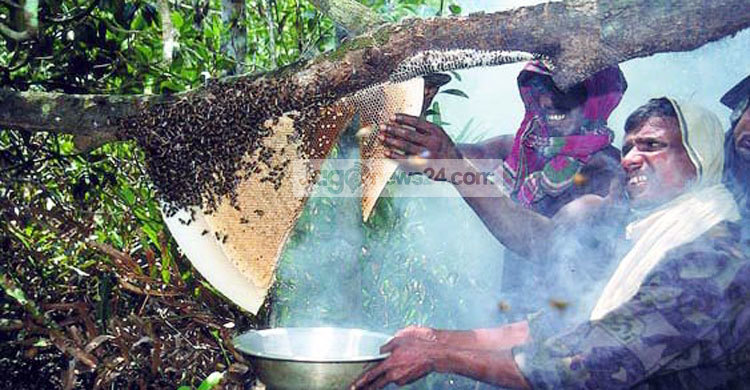 সুন্দরবনে মধু আহরণ মৌসুম শুরু