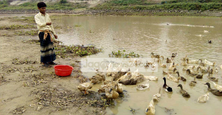হাঁস পালন করে স্বাবলম্বী নওগাঁর মোখলেছুর