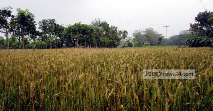 গমের আবাদে পোকা : শরীয়তপুরের কৃষক হতাশ