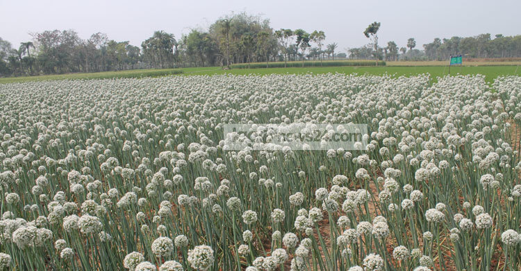ঝিনাইদহে পেঁয়াজের ফলন বিপর্যয়ে হতাশ কৃষক