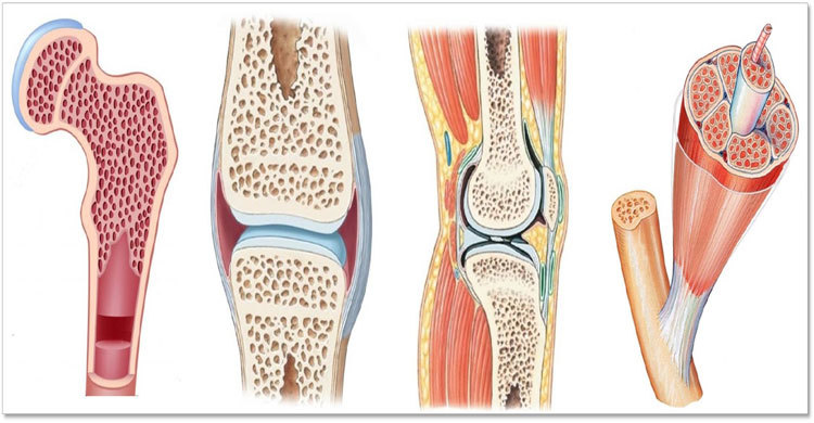 হাড় আর ক্ষয় হবে না