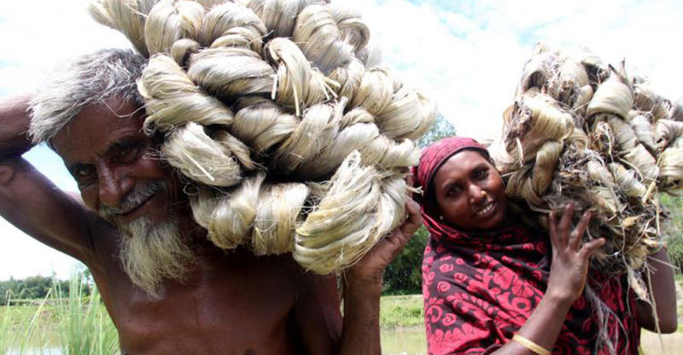 ঐতিহ্যে ফিরছে পাট 