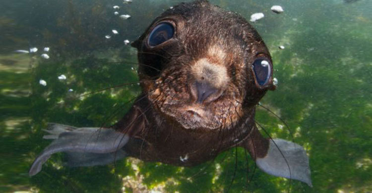 সিলরাও পাচ্ছে স্মার্টফোন