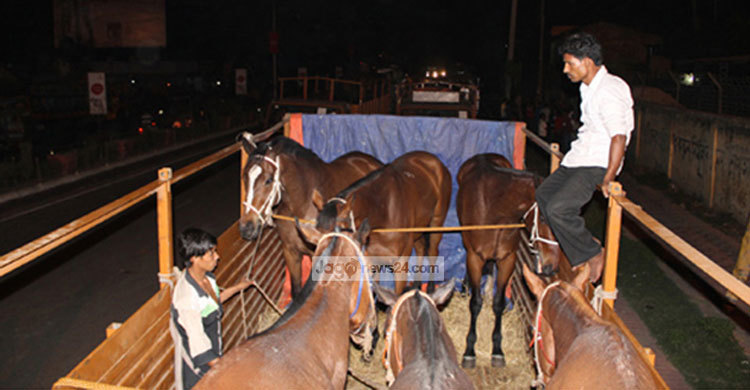 সেনাবাহিনীর প্রশিক্ষণে ১০টি ভারতীয় ঘোড়া আমদানি