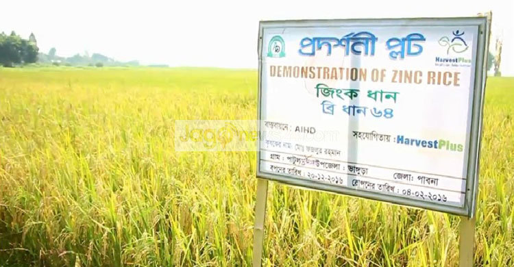 জিঙ্ক সমৃদ্ধ নতুন ধান চাষে সফল পাবনার চাষিরা