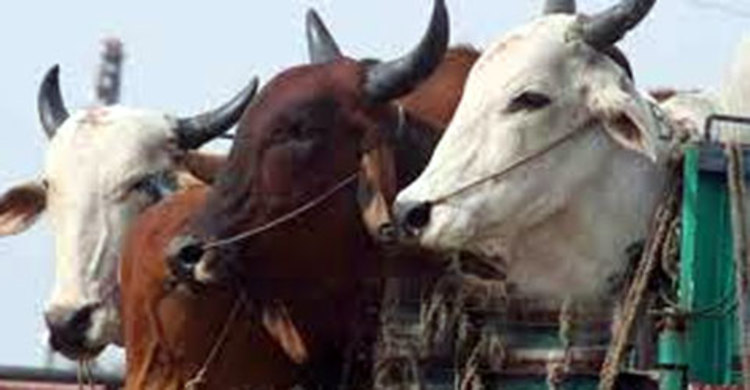ভ্যাট ফাঁকি দেয়ায় ১২০টি ভারতীয় গরু আটক