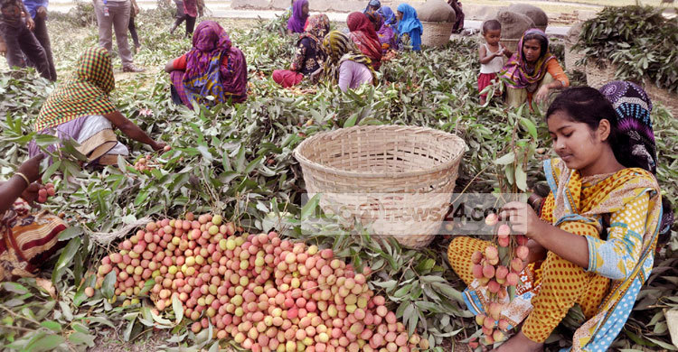 দিনাজপুরে লিচু বাগানে এক লাখ নারীর কর্মসংস্থান