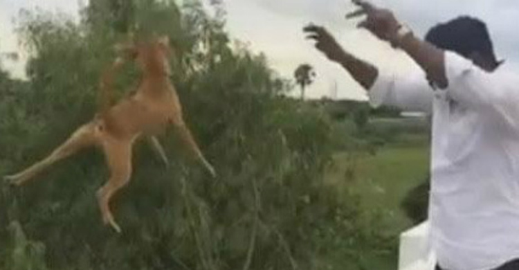 India police hunt for students who threw dog off roof 