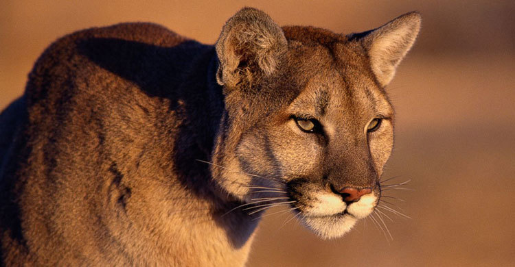 Mother pulls mountain lion off her 5-year-old son