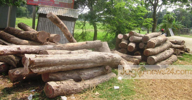 চেয়ারম্যানের বিরুদ্ধে সরকারি গাছ কাটার অভিযোগ