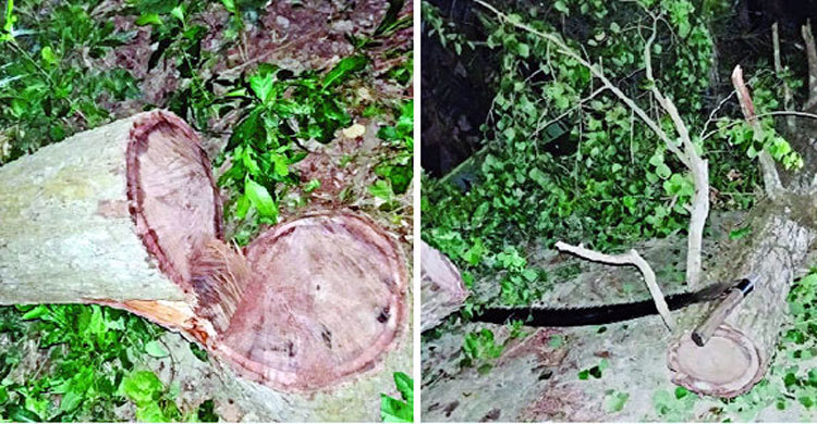 বরিশাল-পটুয়াখালী মহাসড়ক থেকে সরকারি গাছ কর্তন