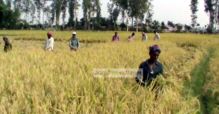 বোরোর দাম নিয়ে বিপাকে কৃষক