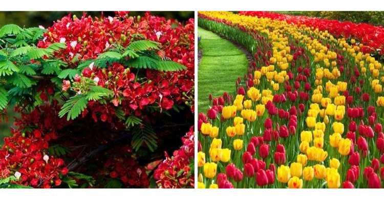 Beauty of Tulip to nostalgic red flam Krishnochura