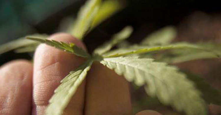 US startups see new worlds open up to marijuana 