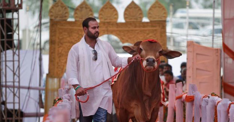India’s unique bovine beauty pageant