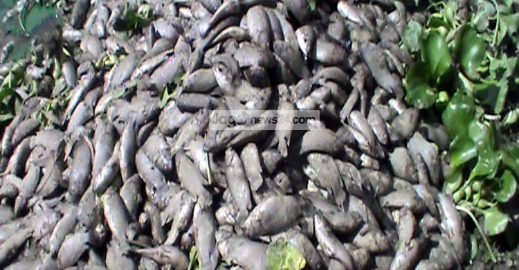 মাছের ঘেরে বিষ প্রয়োগে ৬ লাখ টাকার ক্ষতি