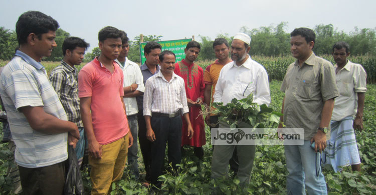 এক জমিতে চার ফসল!