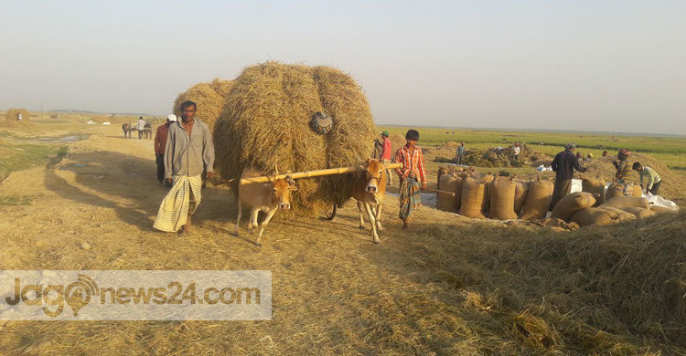 সরকার ২৩ টাকা দরে ধান কিনলে কৃষকের কী লাভ?