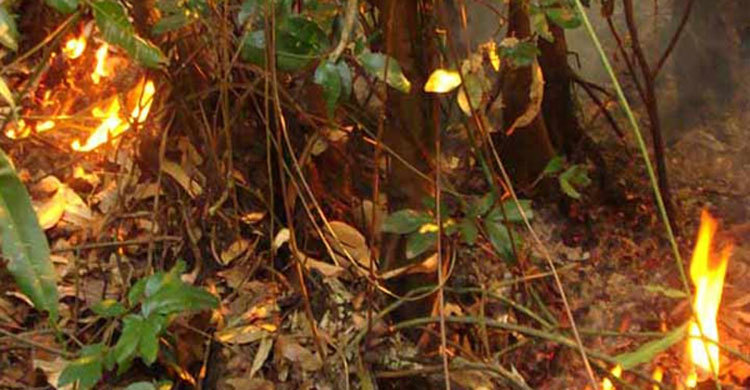 Dhansagar station officer suspended over Sundarbans Fire