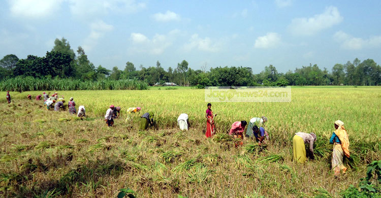 দাদন পরিশোধ নিয়ে দুঃশ্চিন্তায় চাষীরা