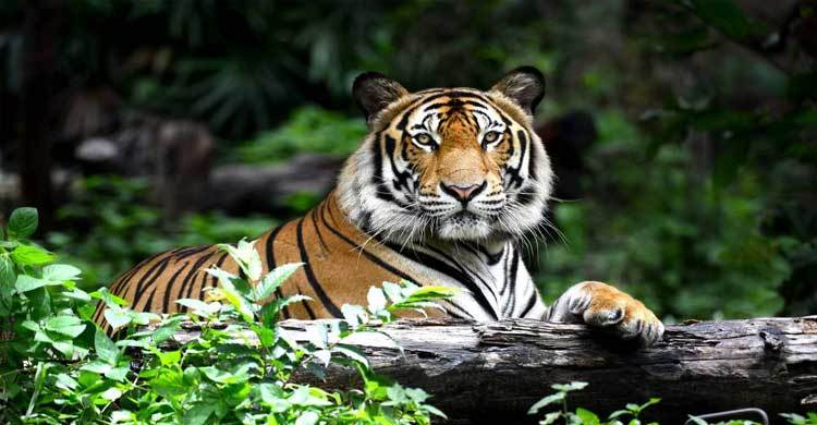 Invest in Tiger breeding centres: WWF on Wolrd Tiger Day 
