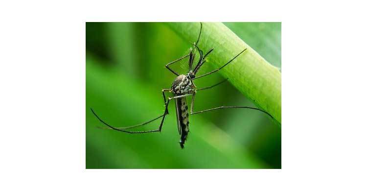 Dengue 2016: Here’s all you need to know 