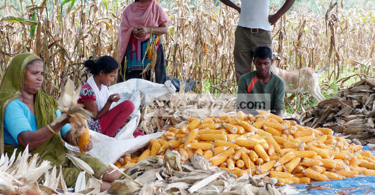 ভুট্টার বাম্পার ফলনেও হতাশ চাষীরা