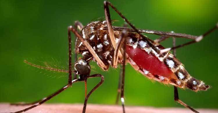 19 Bangladeshis tested Zika positive in Singapore