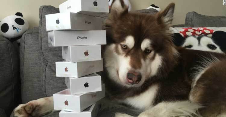 Chinese billionaire’s son buys dog 8 iPhone 7s 