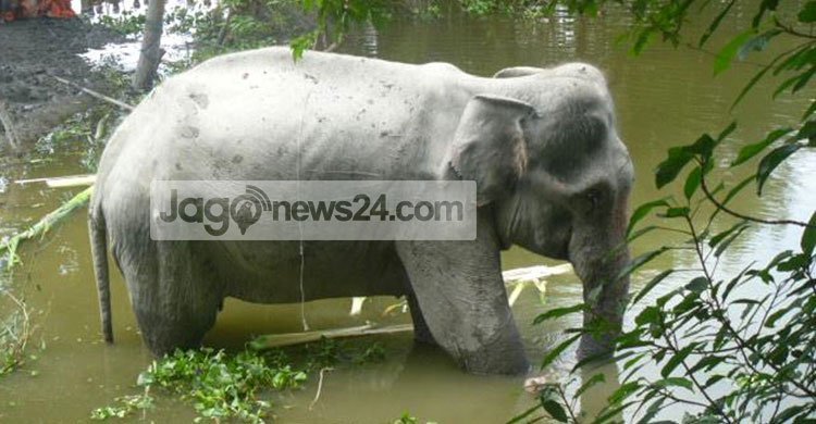 ‘Banga Bahadur’ dies 