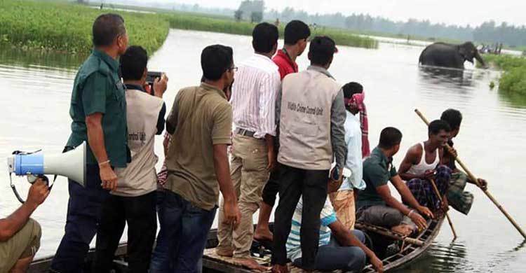 Mammoth effort to save flood-stranded Indian elephant 