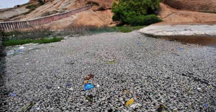 Thousands of fish die at temple tank 