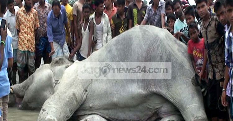 Bangabahadur’s death: writ petition filed in High Court