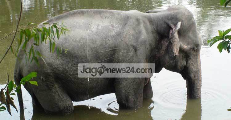 Indian elephant travels 1,000km before tranquillisation 