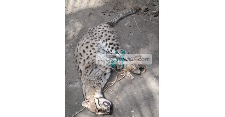 জীবিত উদ্ধারের দুই ঘণ্টা পর মেছো বাঘের মৃত্যু 