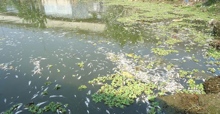 পটুয়াখালীতে ১৫ লাখ টাকার মাছ মেরে ফেলেছে দুর্বৃত্তরা