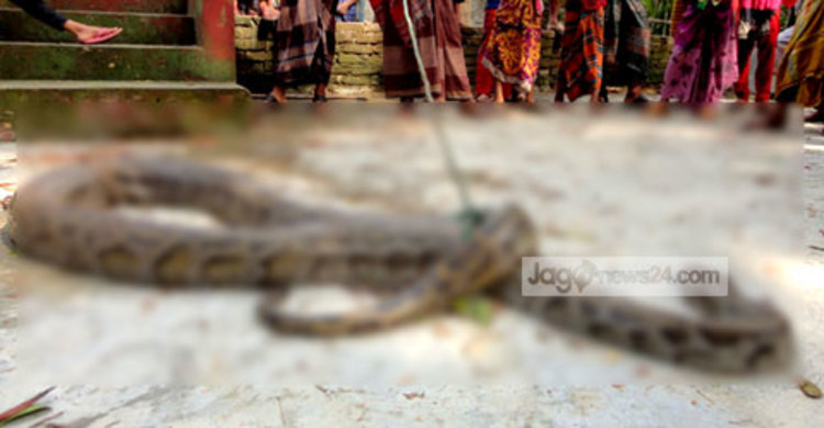 মঠবাড়িয়ায় অজগর আটক