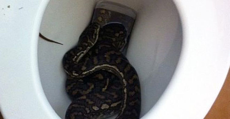 What animals can swim up your toilet? 