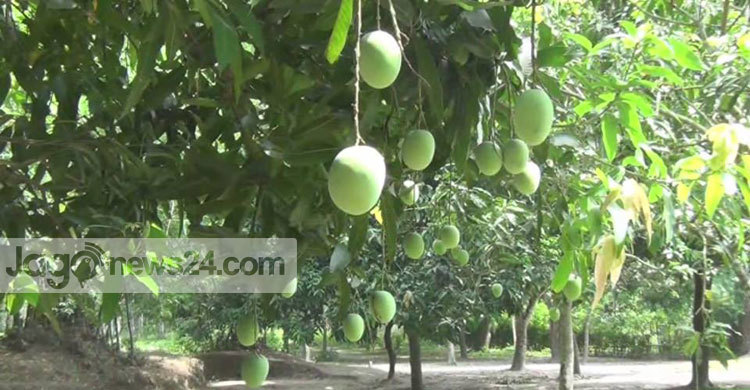 সাতক্ষীরার হিমসাগর-ল্যাংড়া দেশ পেরিয়ে বিদেশে