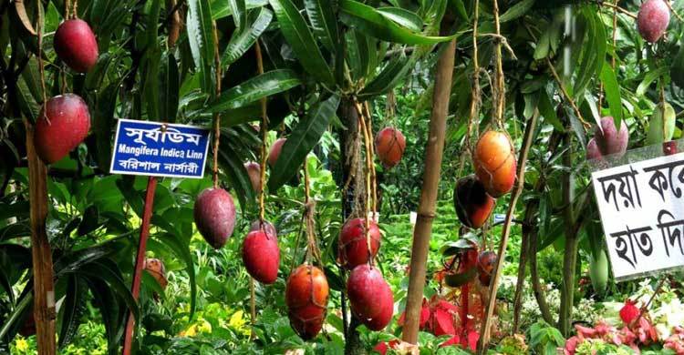 Month-long Tree Fair begins today