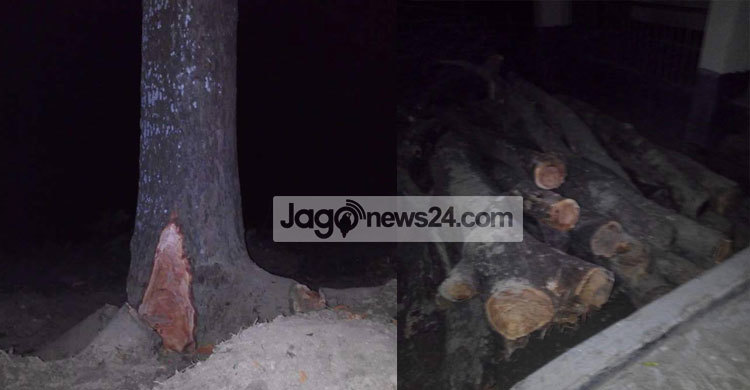 সরকারি গাছ কাটলেন ইউপি চেয়ারম্যান