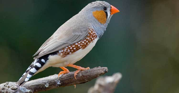 Researcher Stages Cheeto Olympics for Birds