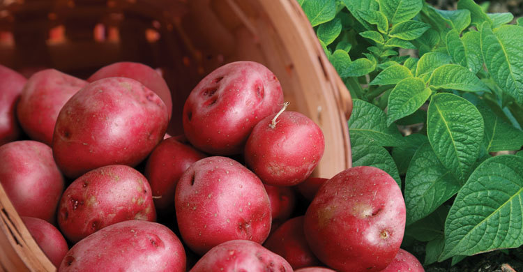 আলুর অনন্য উপকারিতা