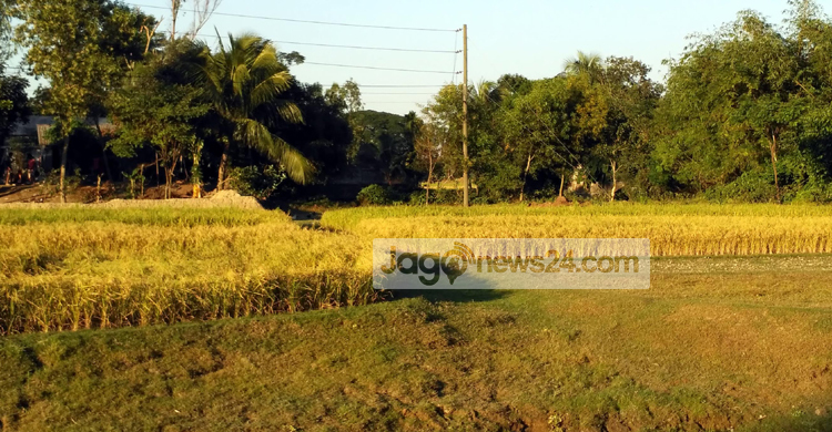 পুরুষশূন্য নাসিরনগর, জমিতেই ঝরছে পাকা ধান