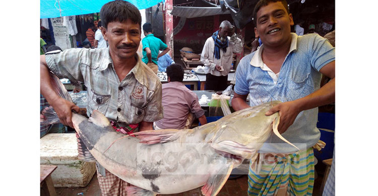 যমুনায় ধরা পড়লো ৩০ কেজি বাঘাইড়