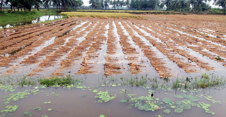 মাঠে পড়েই নষ্ট হচ্ছে পাকা বোরো ধান