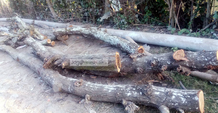 শ্রমিক লীগের অফিস নির্মাণের কথা বলে সরকারি গাছ কর্তন 