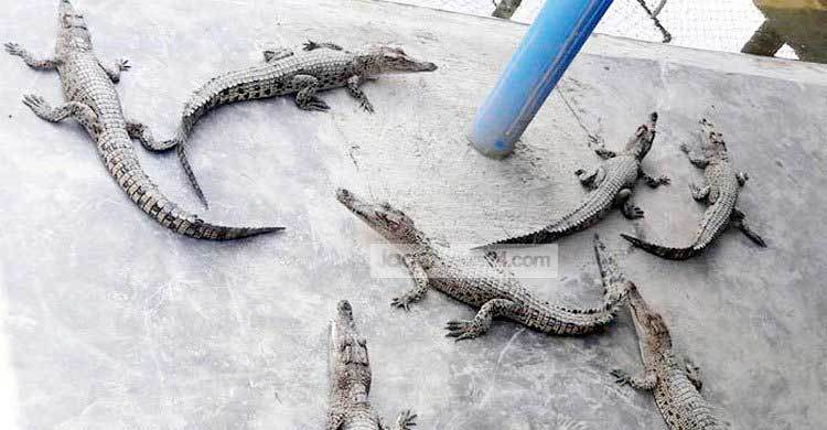 সুন্দরবনের কুমির চুরির ঘটনায় মামলা